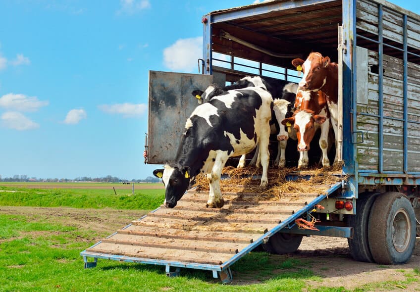 transporte-de-animais